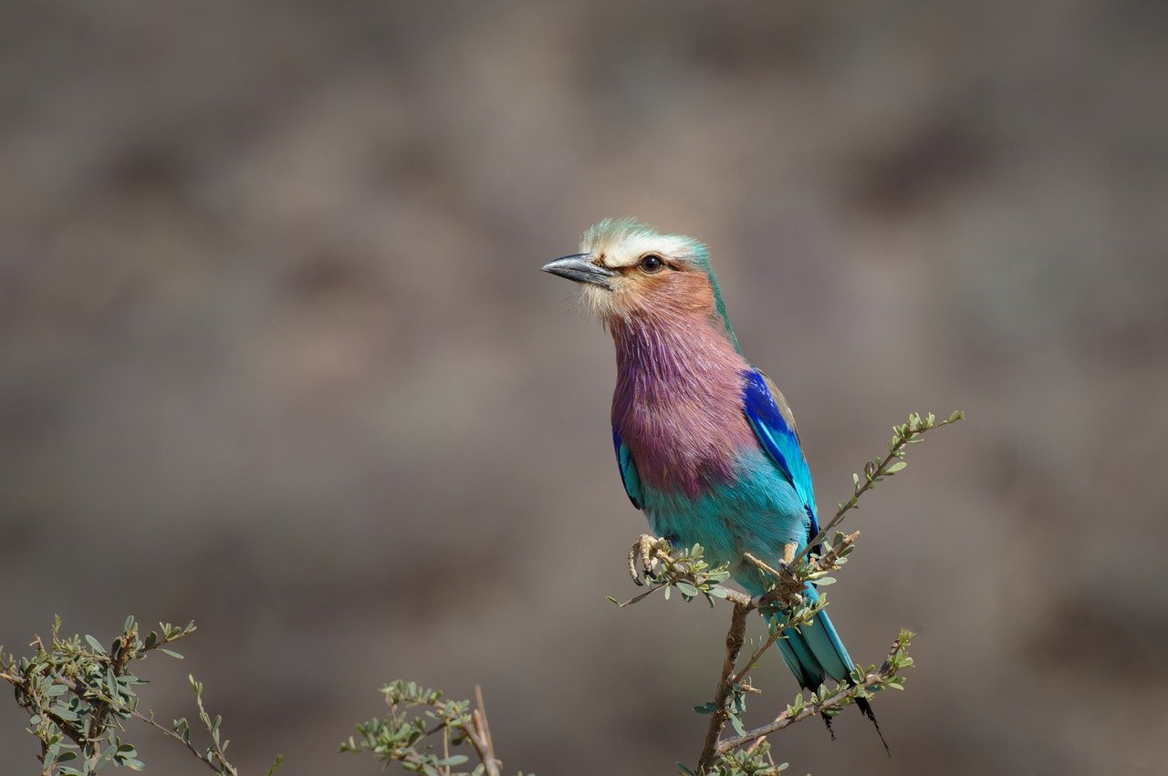 Using Bird-Friendly Designs in Urban Areas to Improve Biodiversity
